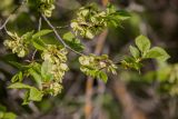 Ulmus minor. Ветвь с созревающими плодами. Ростовская обл., Каменский р-н, окр. станицы Калитвенская, байрачный лес. 01.05.2022.