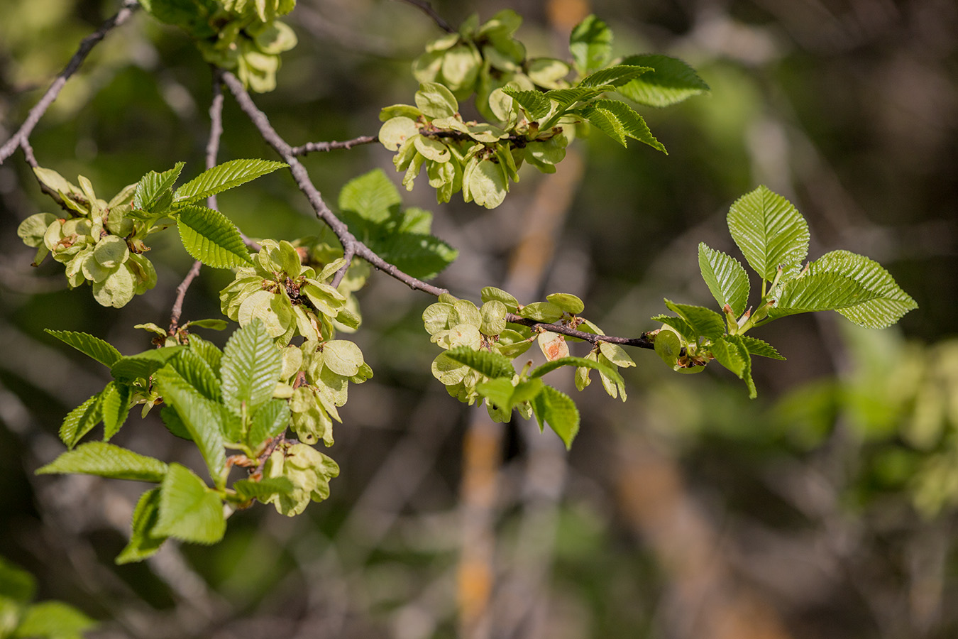 Изображение особи Ulmus minor.