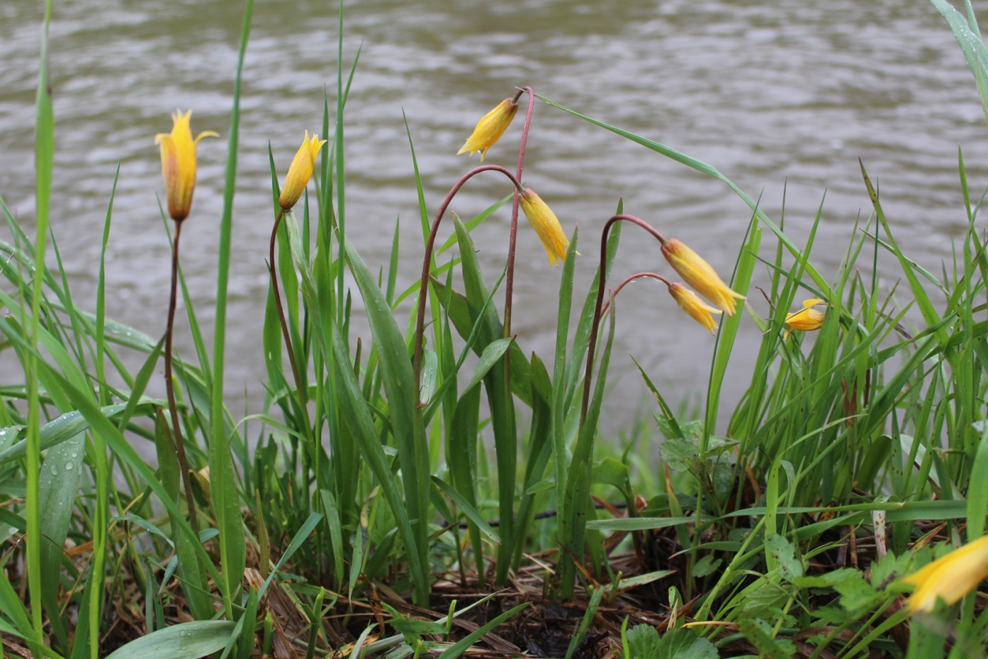 Image of Tulipa riparia specimen.