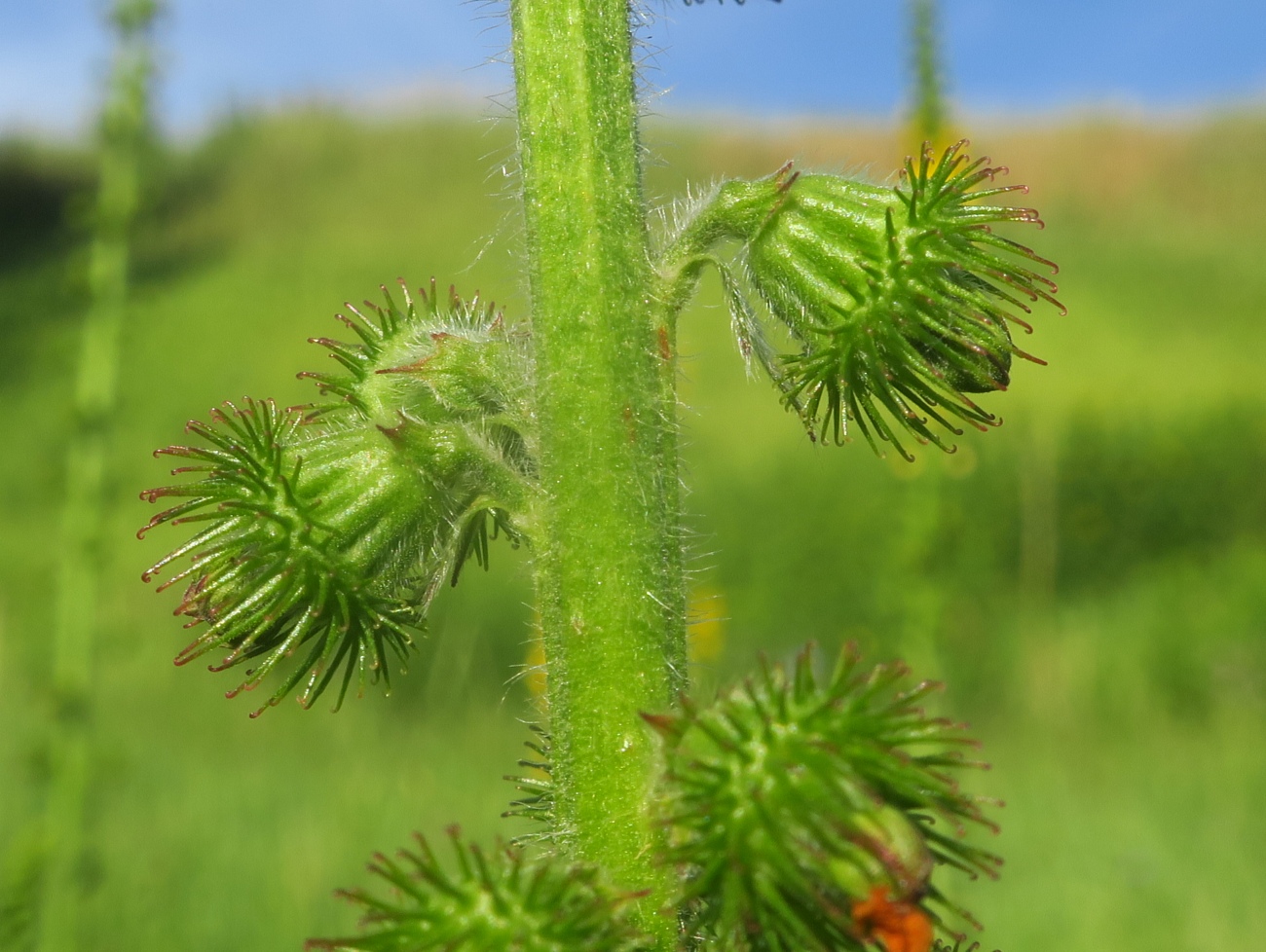 Изображение особи Agrimonia eupatoria ssp. grandis.