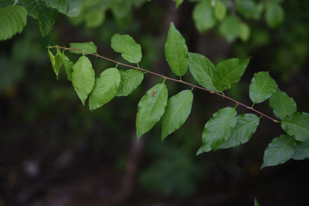 Image of Prunus cerasifera specimen.