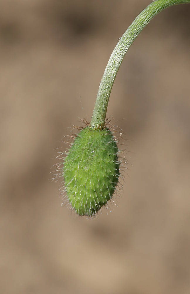 Image of Papaver tichomirovii specimen.