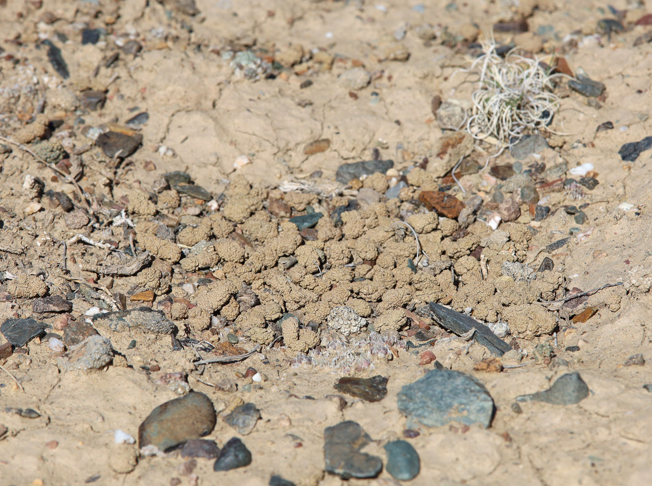 Image of Aspicilia vagans specimen.