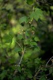 genus Ribes. Ветви с соцветиями. Санкт-Петербург, Петродворцовый р-н, заказник «Южное побережье Невской Губы», участок «Кронштадтская колония» близ побережья Финского залива, на опушке леса. 21.05.2022.