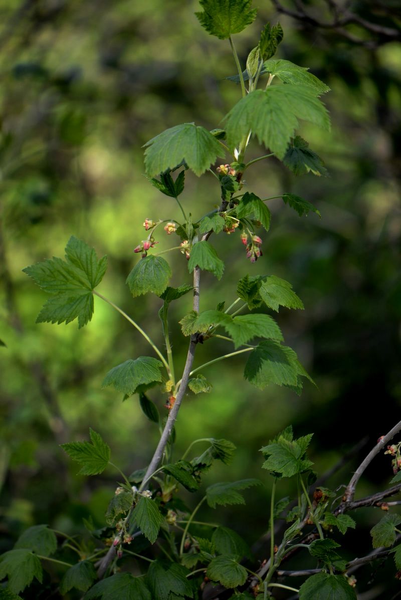 Изображение особи род Ribes.