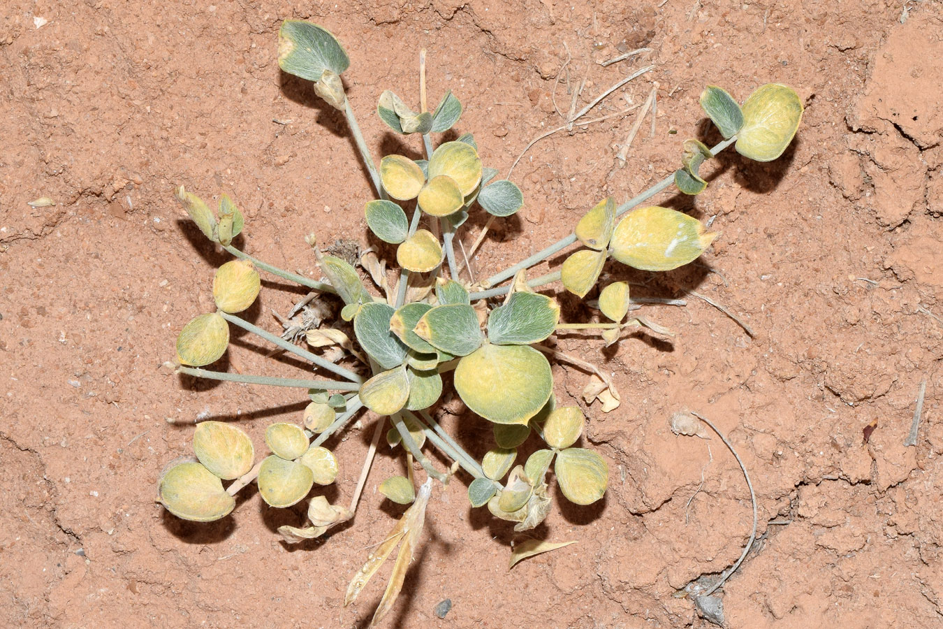 Изображение особи Astragalus brachyrachis.