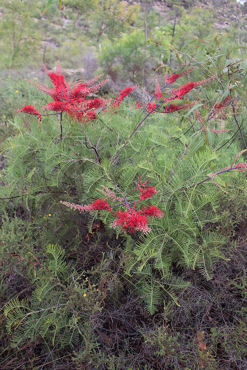 Изображение особи род Grevillea.