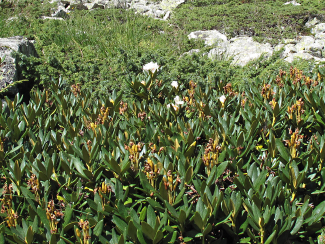 Image of Rhododendron caucasicum specimen.