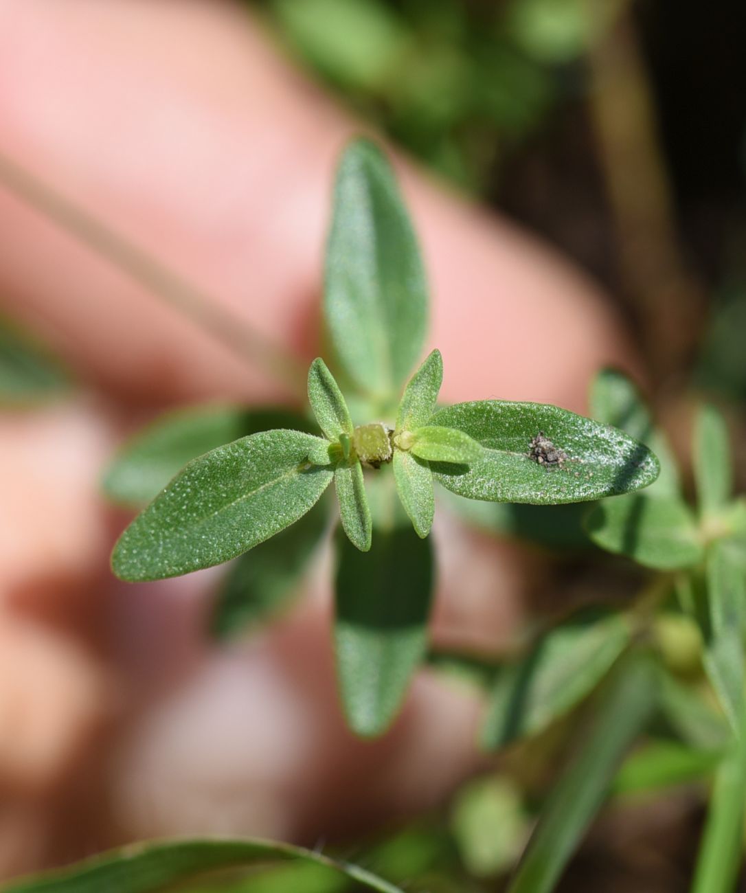 Image of Thymus armeniacus specimen.
