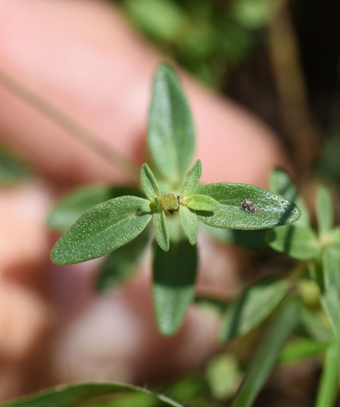 Изображение особи Thymus collinus.