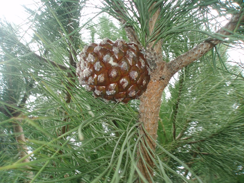 Image of Pinus pinea specimen.