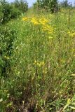 Senecio jacobaea