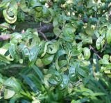 Lauro-cerasus officinalis. Часть ветви ('Camelliifolia'). Абхазия, г. Сухум, Сухумский ботанический сад. 25.09.2022.