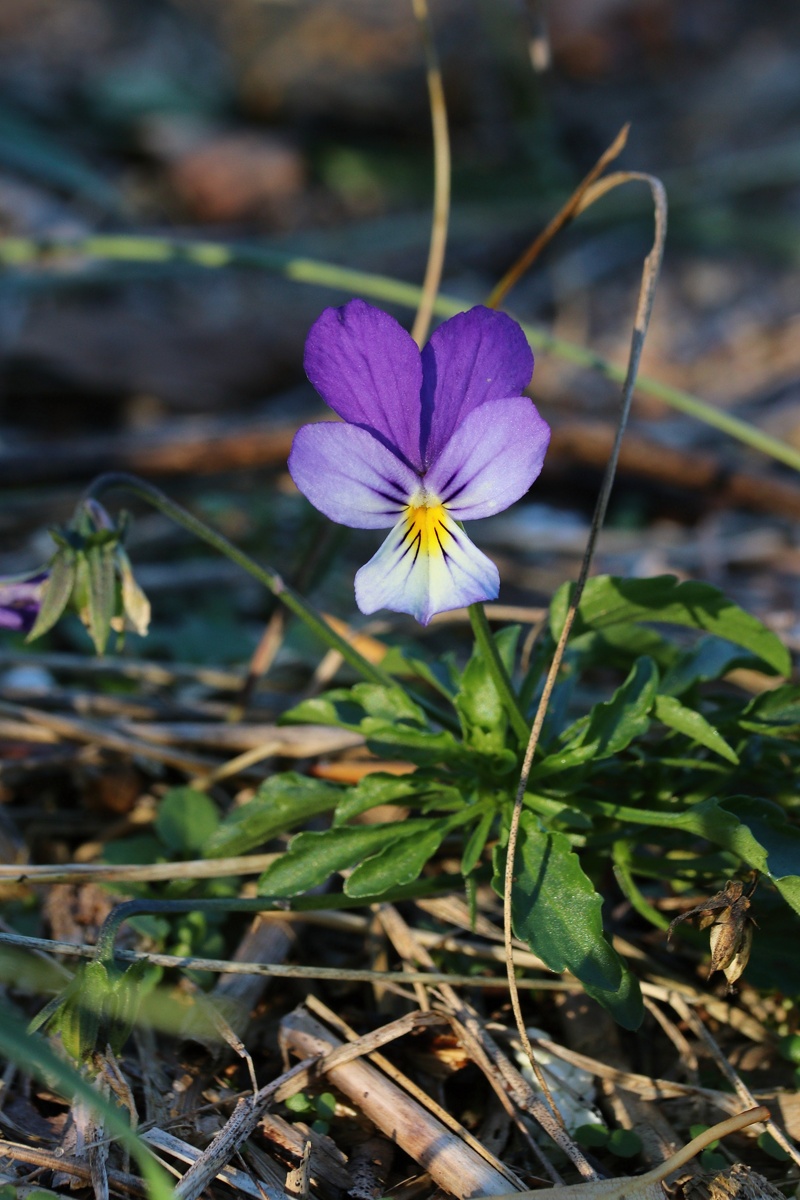Image of Viola maritima specimen.