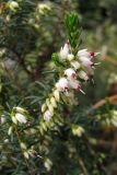 Erica &times; darleyensis