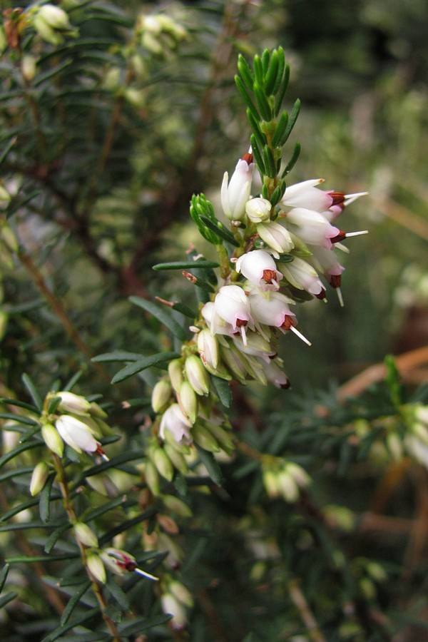 Изображение особи Erica &times; darleyensis.