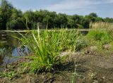 Carex pseudocyperus. Плодоносящее растение. Пермский край, Кунгурский р-н, Ленское сельское поселение, окр. дер. Веслянка, дол. р. Ирень, галечный берег, у воды. 6 августа 2022 г.