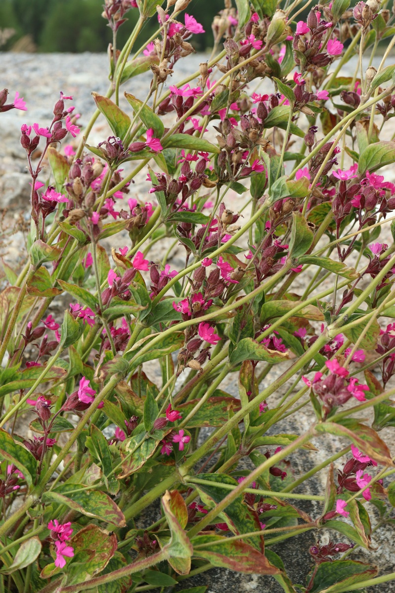 Image of Melandrium dioicum specimen.