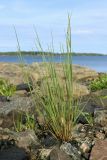 familia Poaceae. Цветущее растение. Мурманская обл., Кандалакшский р-н, с. Ковда; губа Старцева, каменистая литораль. 05.08.2022.