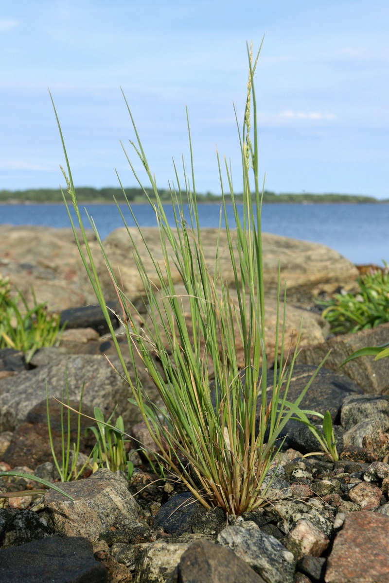 Image of familia Poaceae specimen.