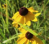 Rudbeckia bicolor