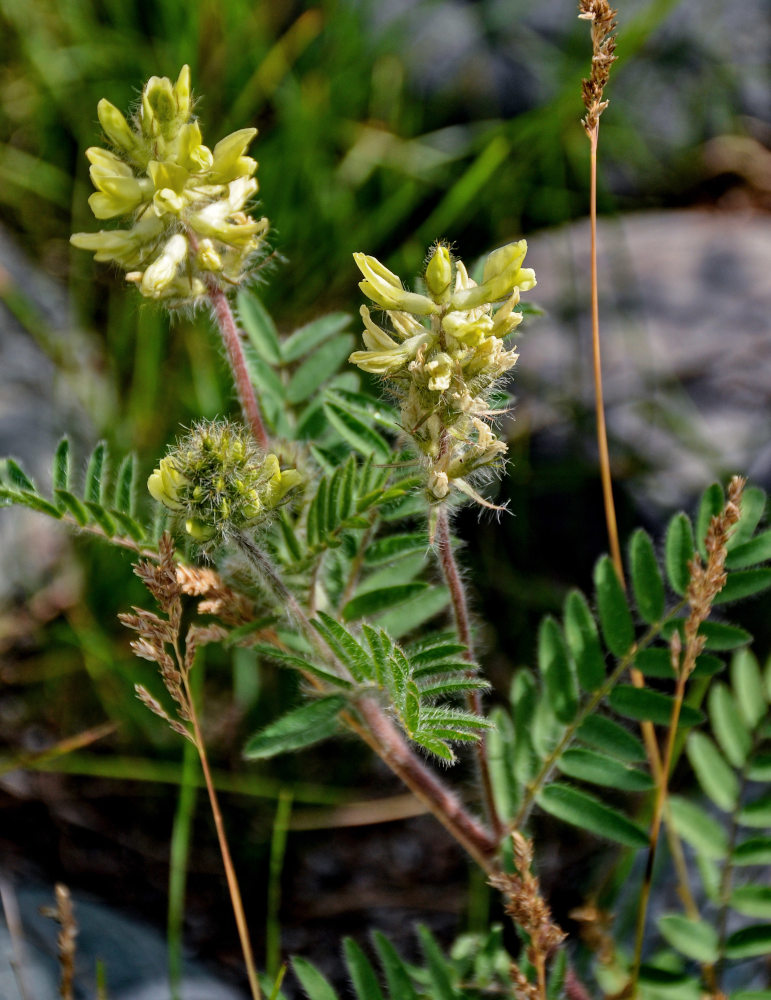 Изображение особи Oxytropis pilosa.