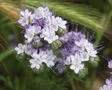 Phacelia tanacetifolia. Соцветие (вид сверху). Краснодарский край, м/о Анапа, пос. Витязево, ул. Мира, высокий берег Витязевского лимана, пустырь. 29.05.2021.