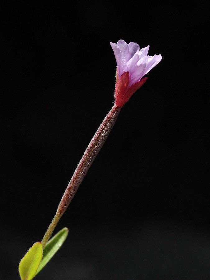 Изображение особи Epilobium palustre.