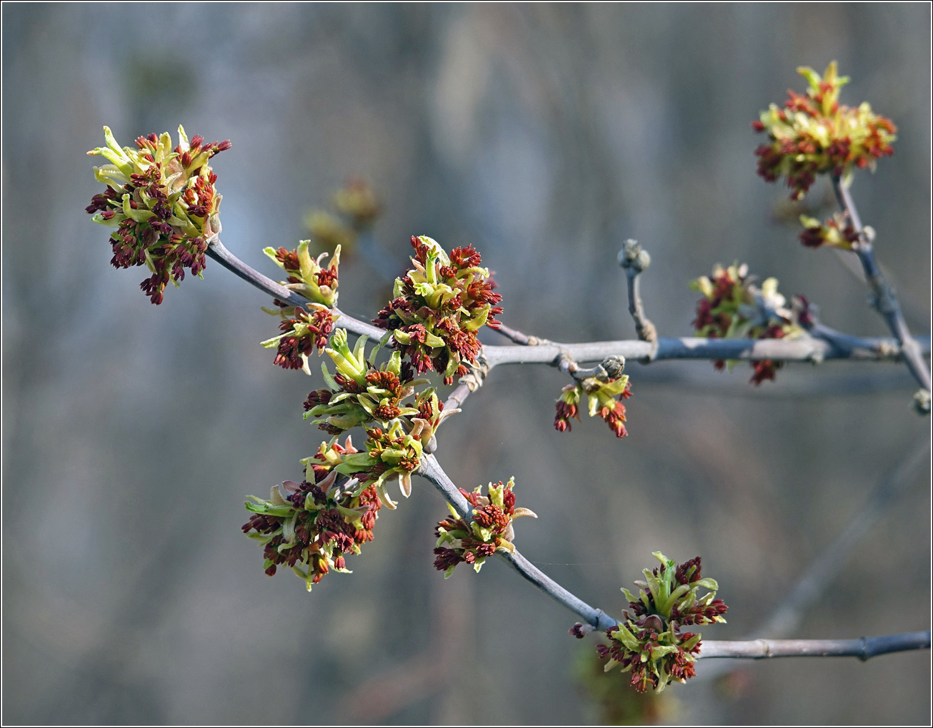 Image of Acer negundo specimen.