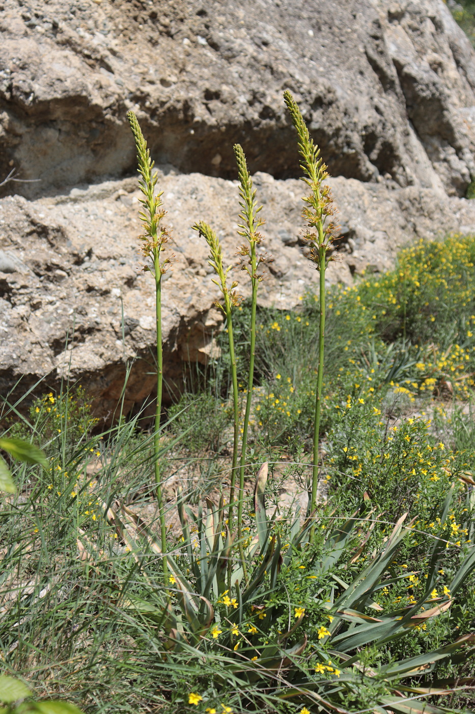 Изображение особи Eremurus jungei.