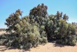 Casuarina equisetifolia. Взрослые деревья. Египет, мухафаза Эль-Гиза, оазис Бахария, песчаная пустыня. 30.04.2023.