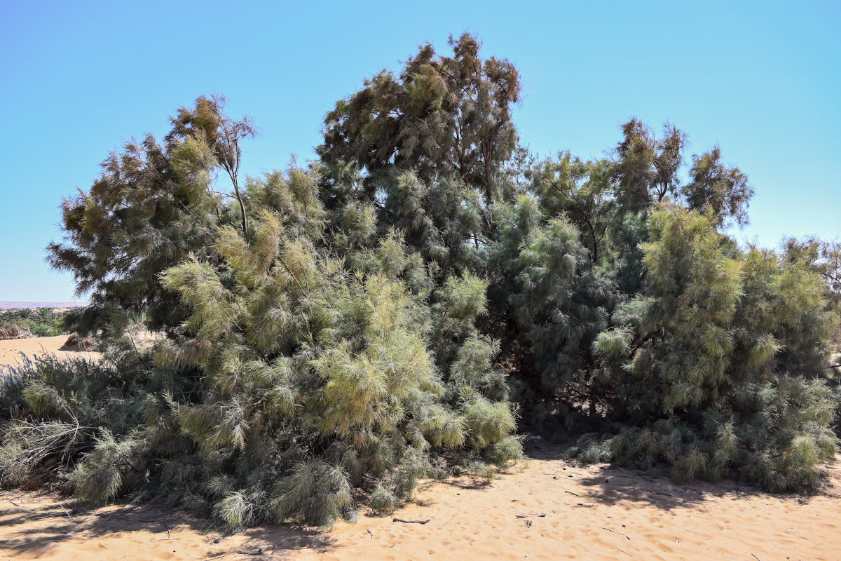 Изображение особи Casuarina equisetifolia.