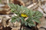 Adonis amurensis. Верхушка цветущего растения. Приморский край, Шкотовский р-н, пос. Подъяпольск, широколиственный лес на вершине небольшой сопки. 23.04.2023.