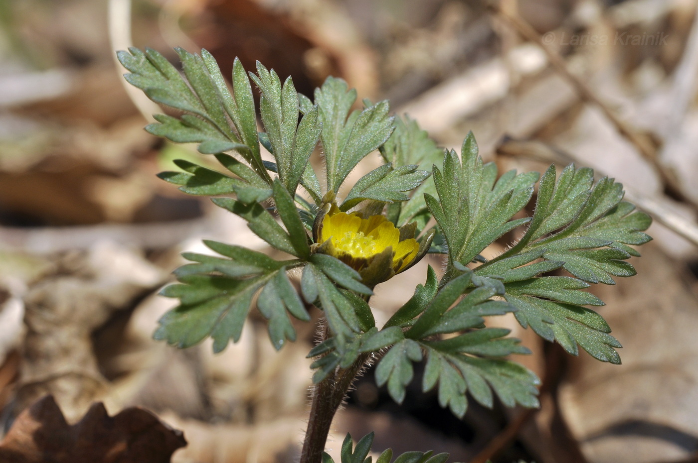 Image of Adonis amurensis specimen.