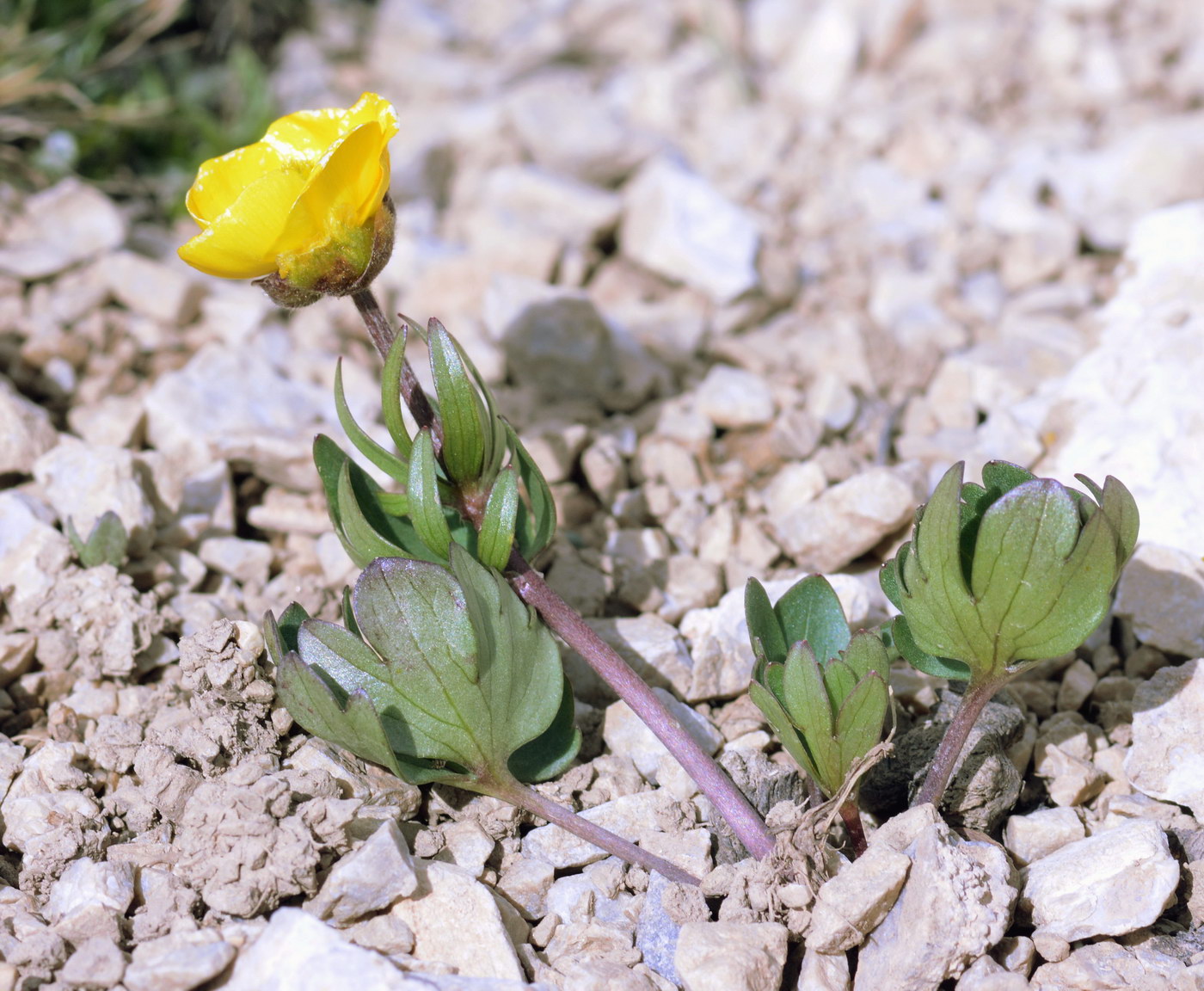 Image of genus Ranunculus specimen.