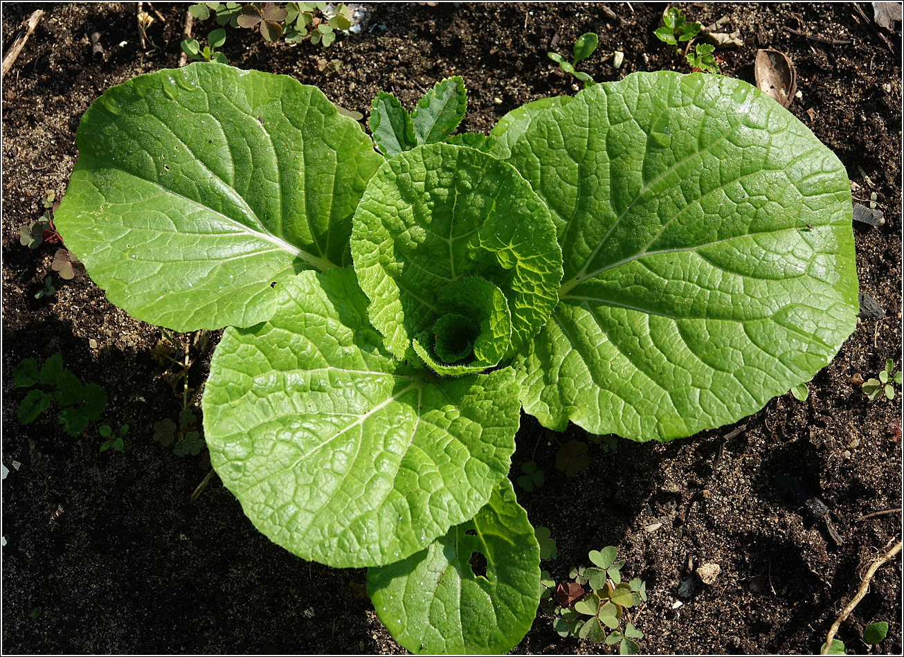 Image of Brassica rapa ssp. pekinensis specimen.