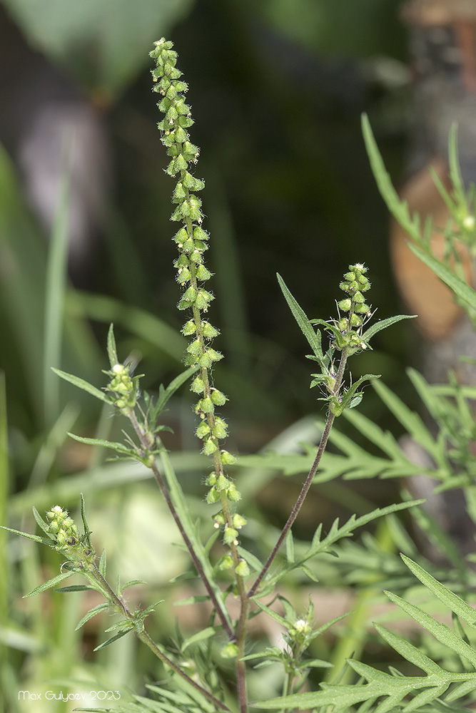 Image of Ambrosia artemisiifolia specimen.