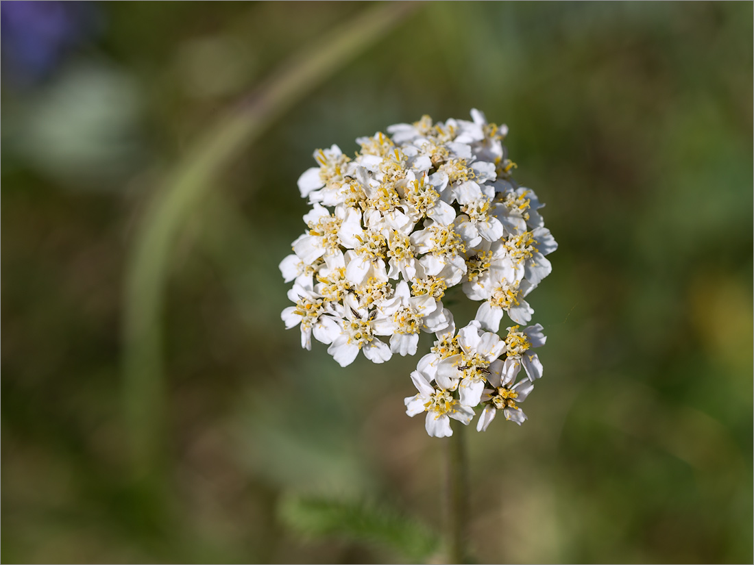 Изображение особи Achillea apiculata.