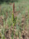 Carex cespitosa