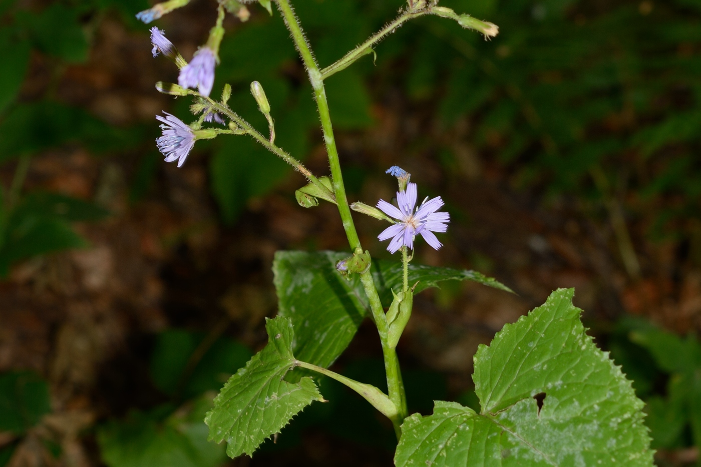 Image of Cicerbita petiolata specimen.