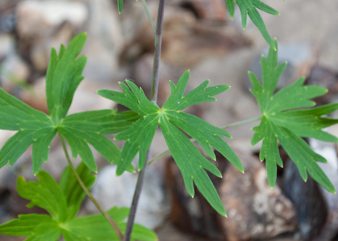 Image of Delphinium cheilanthum specimen.