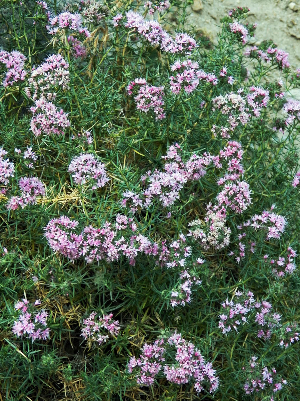 Image of Acanthophyllum pungens specimen.