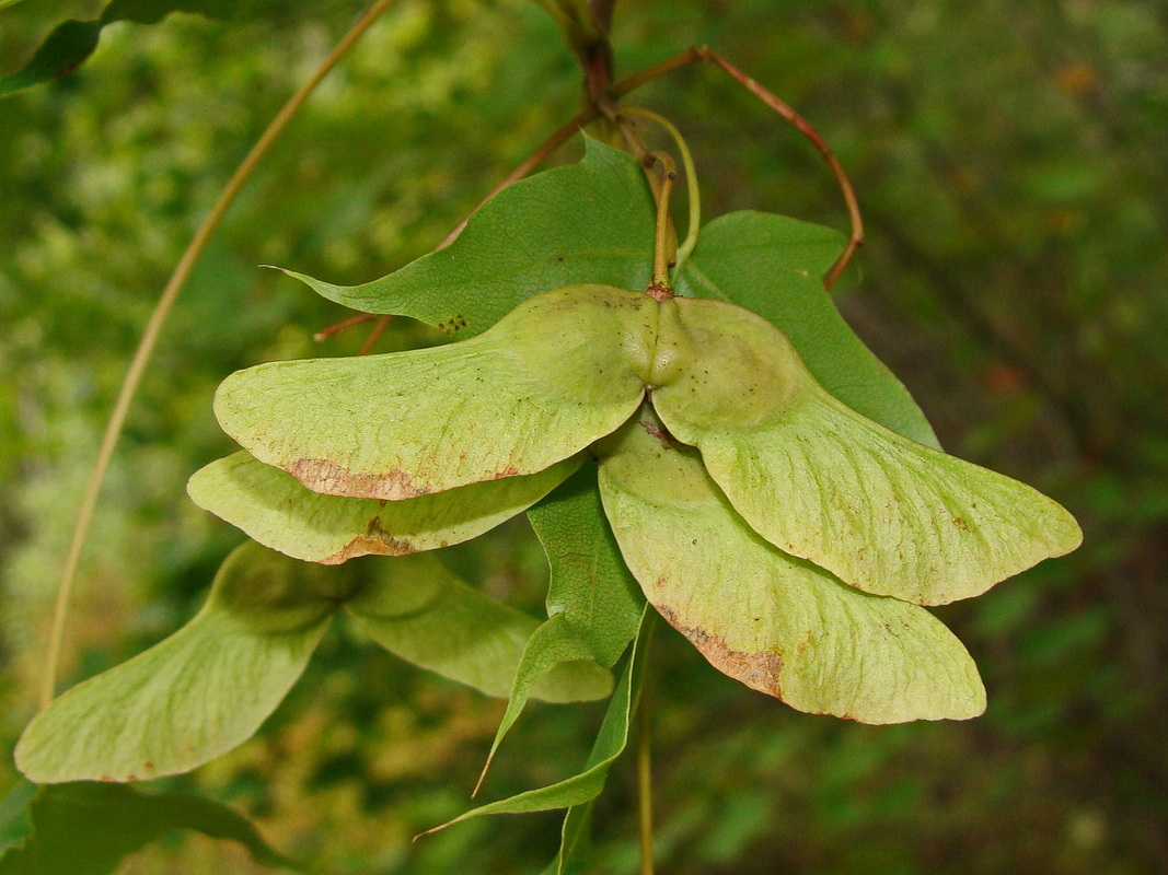 Image of Acer mono specimen.