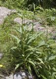 Digitalis lutea. Растения с развивающимися соцветиями. Испания, Каталония, пров. Жирона, комарка Рипольес, муниципалитет Сеткасес, гора Сант-Микель, нижняя часть склона южной экспозиции, 1710 м н.у.м., каменная россыпь в русле ручья. 09.07.2023.