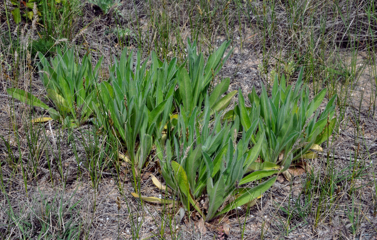 Image of familia Asteraceae specimen.