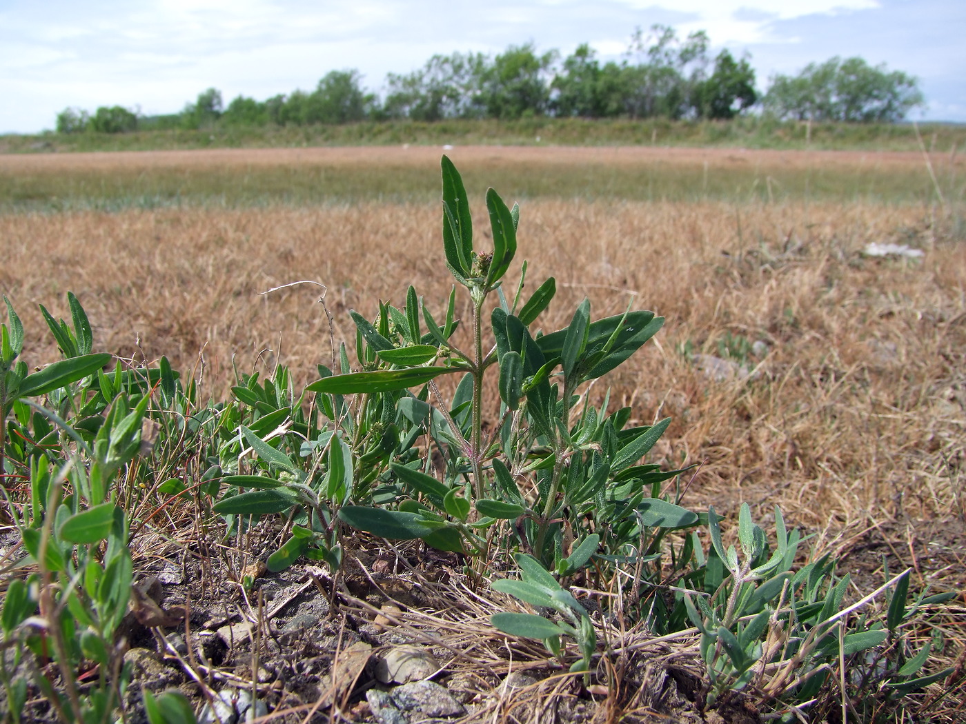 Image of Atriplex gmelinii specimen.