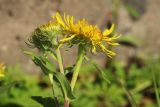 Inula britannica. Верхушка веточки с цветущим и распускающимся (слева) соцветиями. Великий Новгород, Торговая сторона, берег р. Волхов перед Ярославовым Дворищем, в щели между бордюрным камнем и бетонной плитой набережной. 23.07.2023.