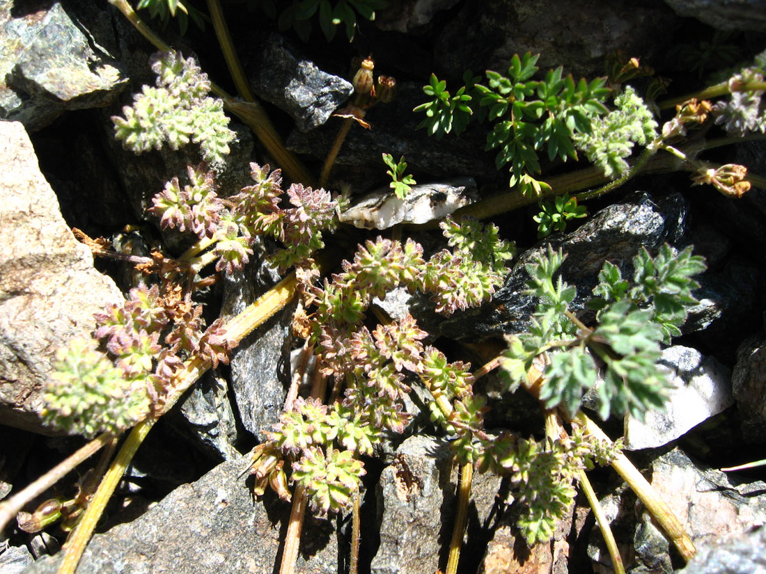 Изображение особи Chaerophyllum humile.