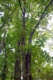 Ulmus japonica