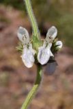 Stachys hissarica. Часть соцветия. Узбекистан, Ташкентская обл., Чаткальский хр., окр. кишлака Эрташ, русло сая, крупнообломочная россыпь. 10.07.2023.